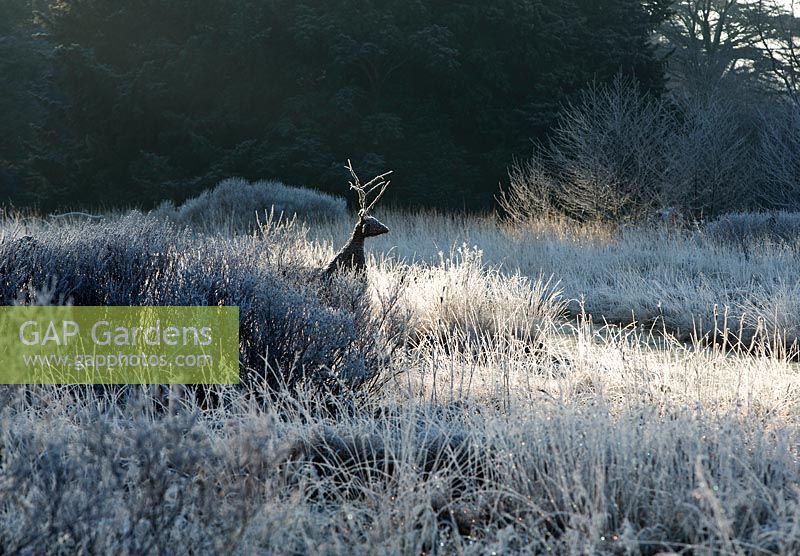 Reindeer figure in the Western pleasure gardens at Trentham, Staffordshire in January