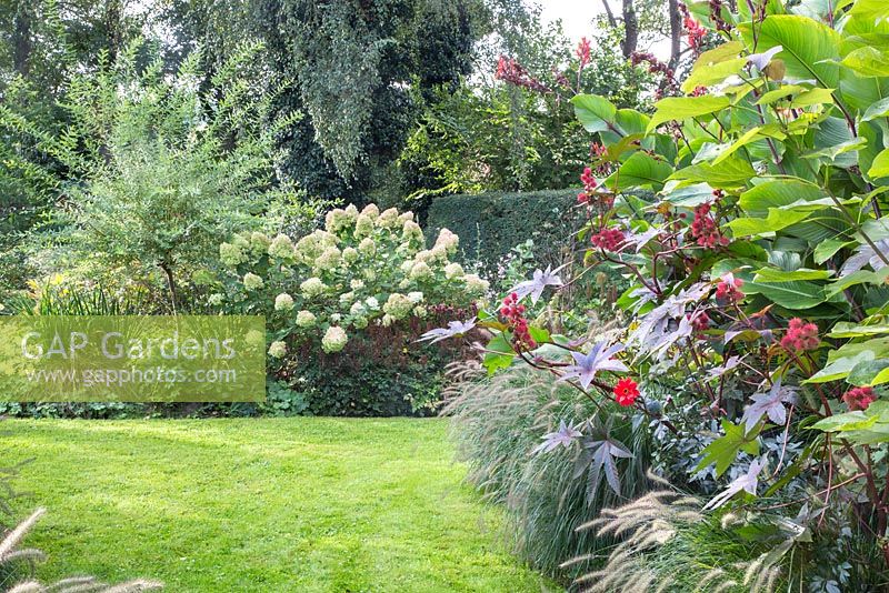 The borders next to the lawn planted with Canna indica, Hydrangea paniculata, Pennisetum, Ricinus communis 'Carmencita Red' and  Salix integra 'Hakuro Nishiki'
