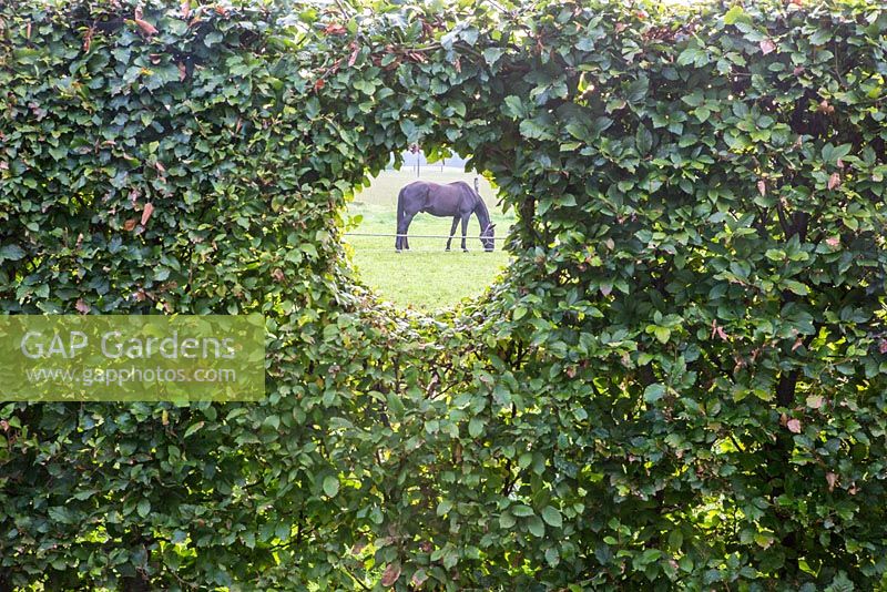 A moon gate in the hedge gives view to the horses meadow, Carpinus betulus