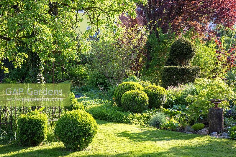 Box spheres and yew topiary form strong structures in lawn and border, Acer japonicum 'Aconitifolium', Buxus, Festuca glauca and Taxus