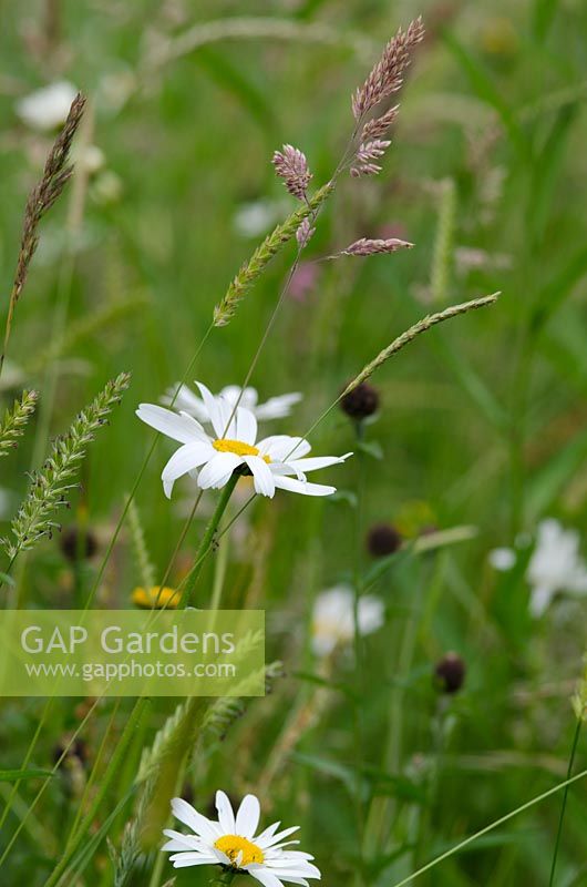 Oxeye daisies in meadow