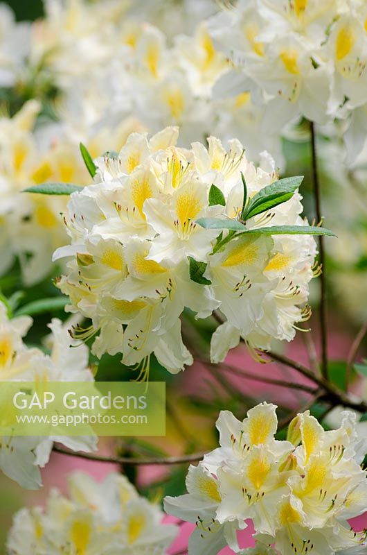 Rhododendron 'Viscosepala'
