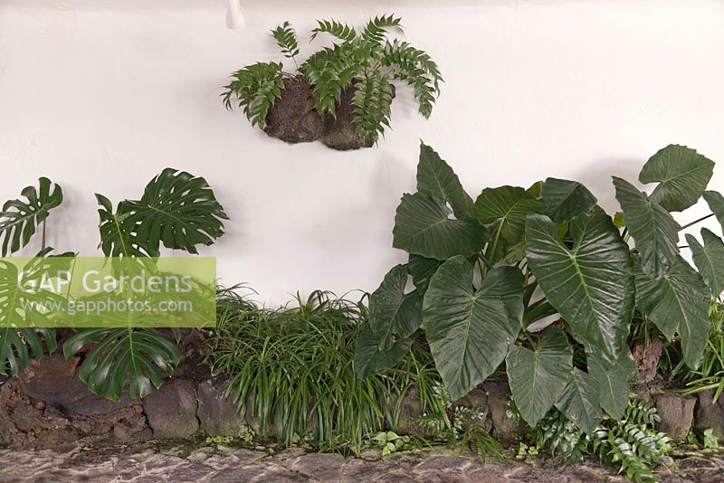 Cyrtomium fortunei, Monstera deliciosa and Colocasia esculenta growing against white painted wall - Japanese Holly Fern, Swiss cheese plant, Taro 