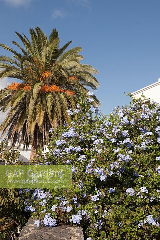 Plumbago auriculata with Phoenix canariensis behind - Leadwort, Canary Island Date Palm - November, Lanzarote, Canary Islands