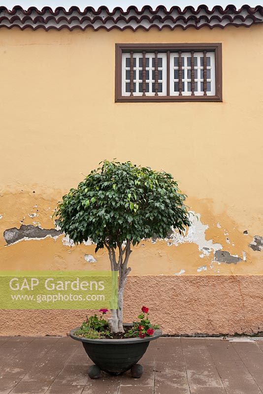 Ficus benjamina growing outside in container in front of yellow rendered house wall - February, Tenerife, Canary Islands