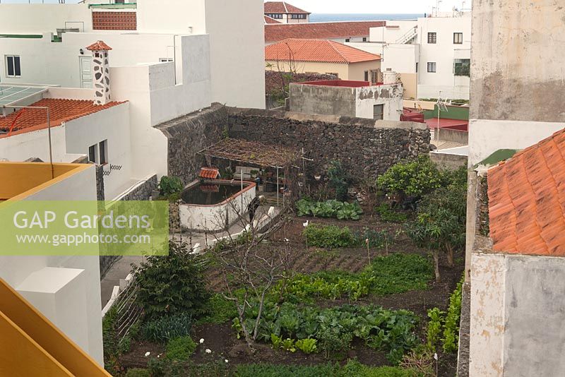 Vegetable garden amongst rooftops and walls of buildings - February, Tenerife, Canary Islands