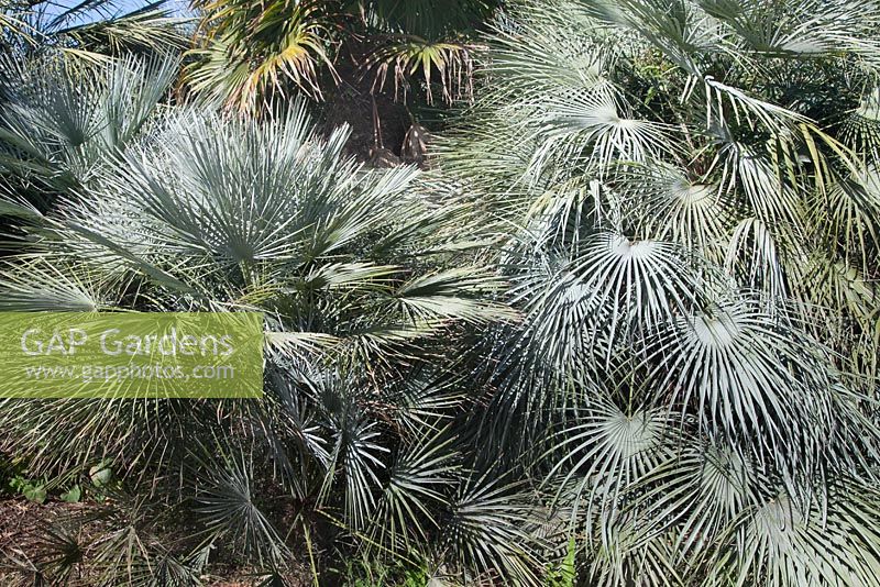 Chamaerops humilis var. cerifera and C. humilis var. argentea - Blue Mediterranean Fan palm, Dwarf Fan Palm - February, Tenerife, Canary Islands 