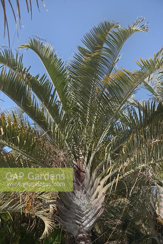 Dypsis decaryi - Triangle Palm - February, Tenerife, Canary, Islands