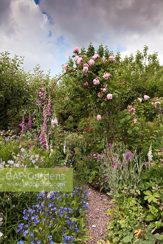 Pink rose climbing over metal arch in mixed border - June, Bollin House, Wilmslow, Cheshire