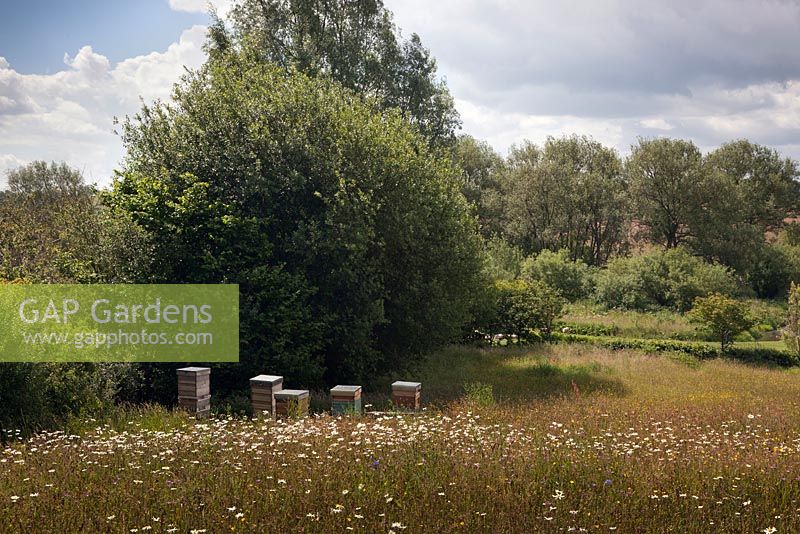 View across wild flower meadow to bee hives - June, Bollin House, Wilmslow, Cheshire