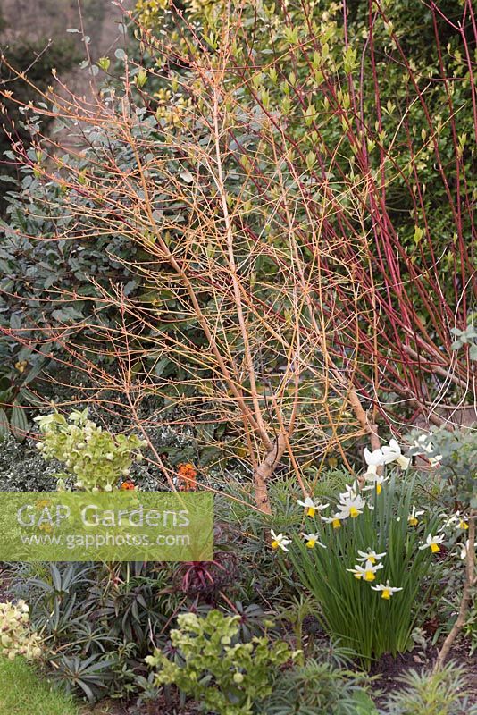 Cornus sanguinea 'Midwinter Fire' and Cornus alba 'Sibirica'  with Helleborus foetidissima and Narcissus 'Surfside' and N. 'Jack Snipe'