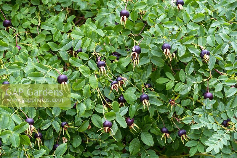 Rosa pimpinellifolia - black rosehips in July