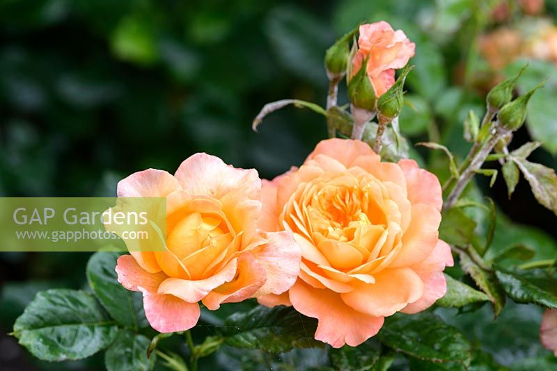 Rosa 'Antique Abundance' - floribunda