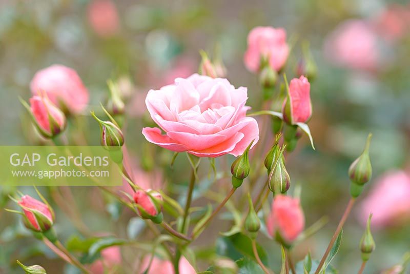 Rosa 'Fascination', floribunda