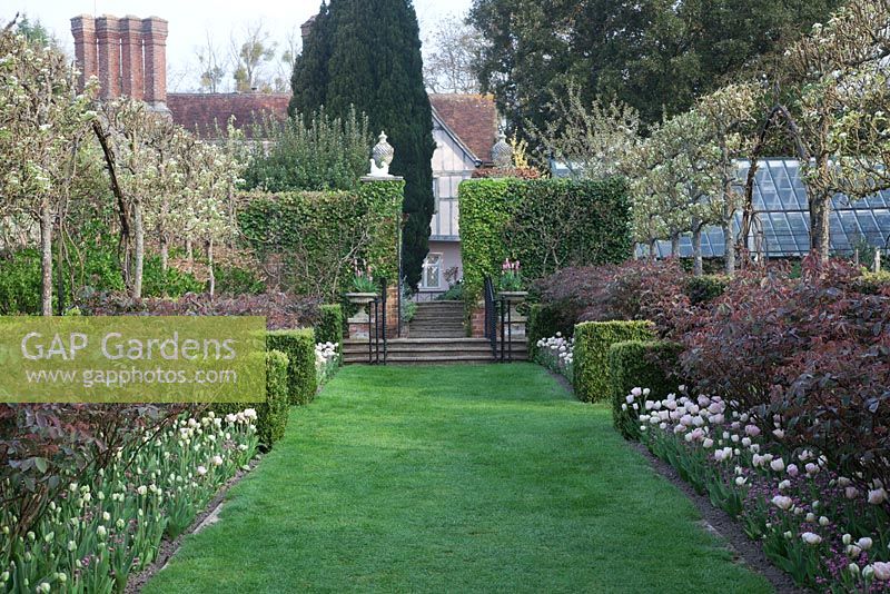Rose Walk, Pashley Manor. View to the house with  Espaliered Pear Trees underplanted with Rosa 'Irene Watts' and Tulipa 'Angelique' with pink Forget-Me-Nots.