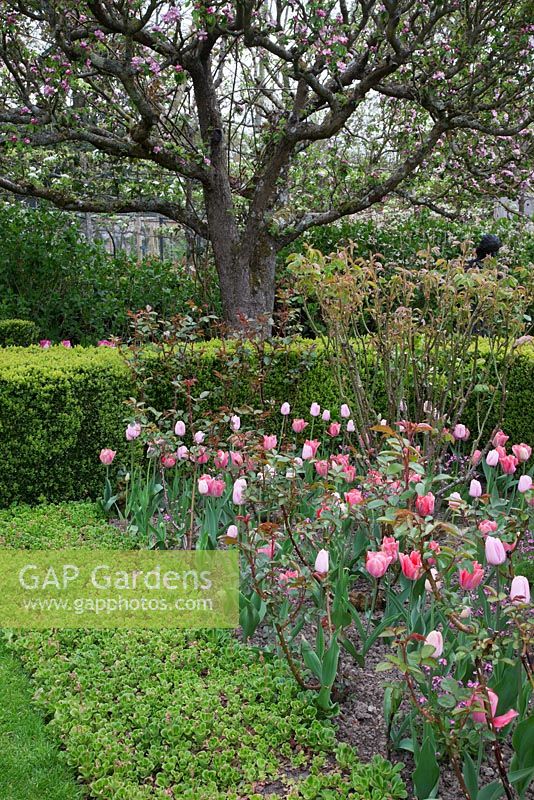 The Rose Garden with Buxus hedges and cubes and old apple trees, bedded out with Tulipa 'Pink Diamond' and Tulipa 'Palestrina'. Pashley Manor
