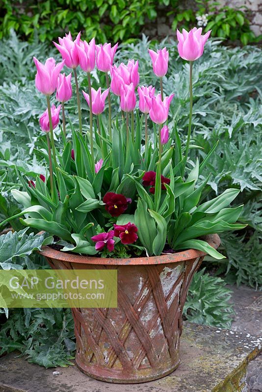 Terracotta pot filled with Tulipa 'China Pink' underplanted with a dark red Pansy,and  silver foliage of  Artichokes  in the potager.