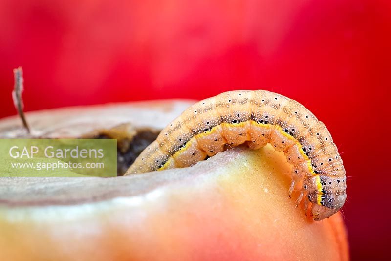 Lacanobia oleracea - Caterpillar feeding on tomato