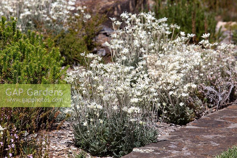 Actinotus helianthi, Flannel flowers, masses of white daisy like flowers growing in a rockery in full sun.