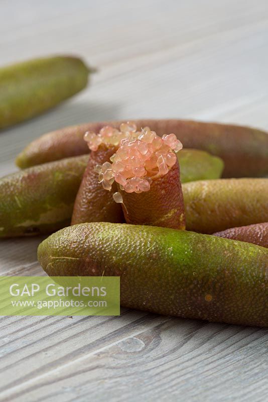 Citrus australasica, Australian finger lime, whole and cut fruit showing the pale pink beads of the flesh.