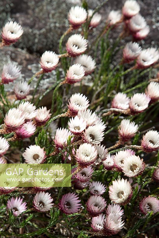 Edmondia pinifolia, Strawflower, masses of pale pink daisy like flowers growing in a rockery in full sun.