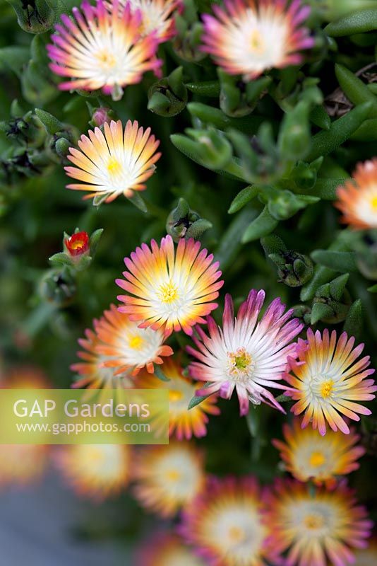 Delosperma cooperi 'Jewel of the Desert', low growing succulent with short fleshy leaves and daisy like leaves in shades of pink, orange and yellow.
