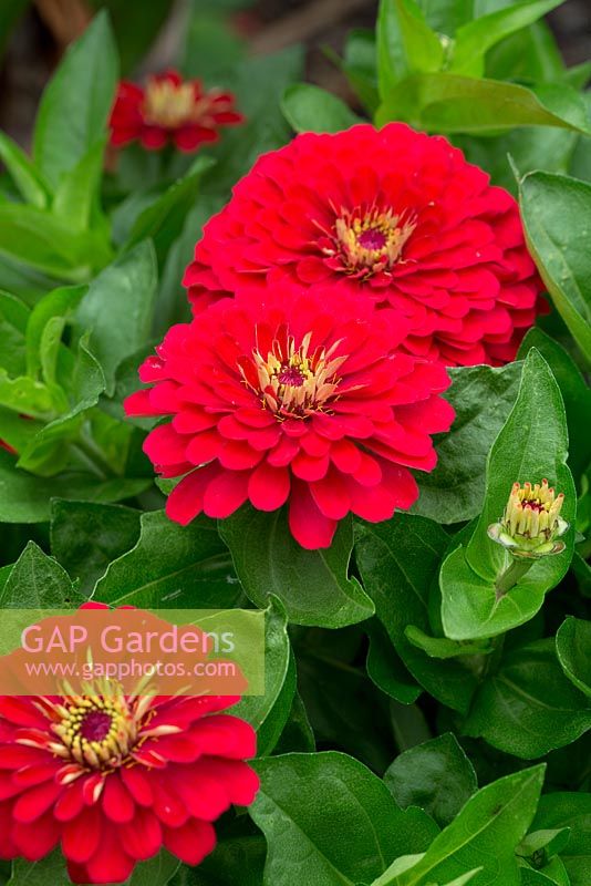 Zinnia haageana 'Persian Carpet mix', red double flowers with yellow centres.