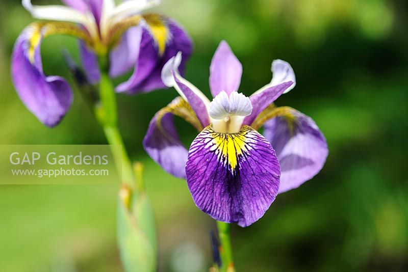 Iris pseudacorus x versicolor 'Regal Surprise'