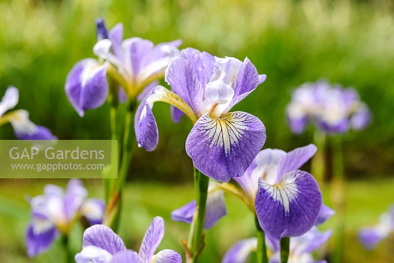 Iris versicolor 'Rowden Cantata'