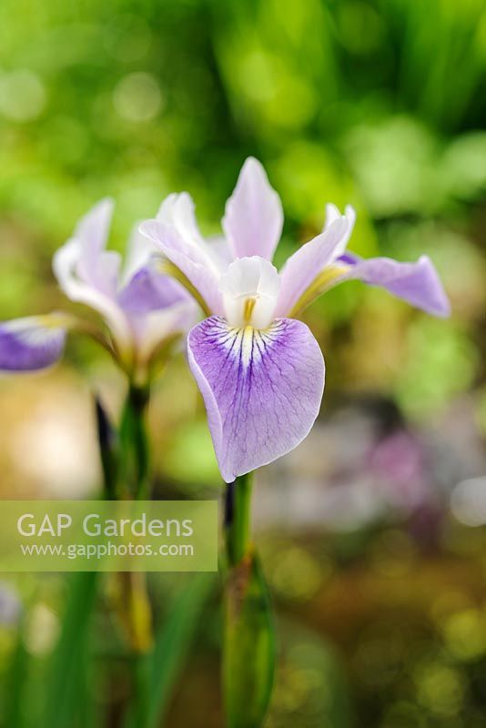 Iris versicolor 'Rowden Lullaby'