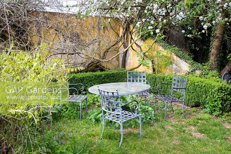Metal chairs and table in the with apple blossom and vines from Wisteria sinensis
