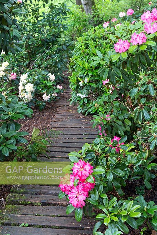 Rhododendrons flank the worn wooden  boardwalk
