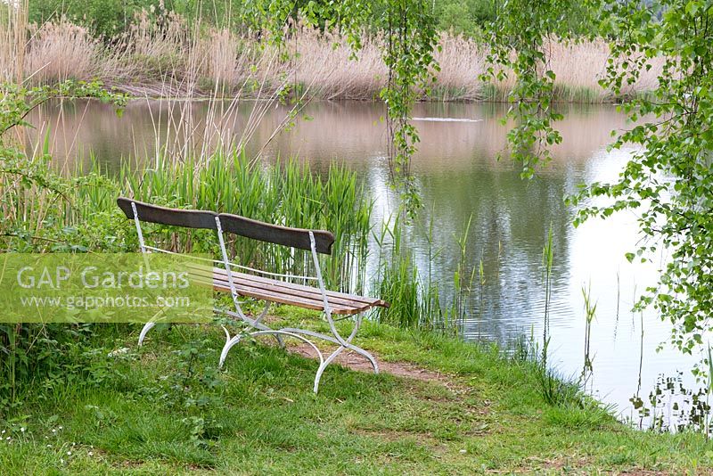 Elegant metal and wooden bench looks out from a quiet spot under birch trees across the water.