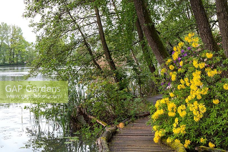 Rhododendron luteum - yellow azalea or honeysuckle azalea cascades down to the log-edged boardwalk next to the lake.