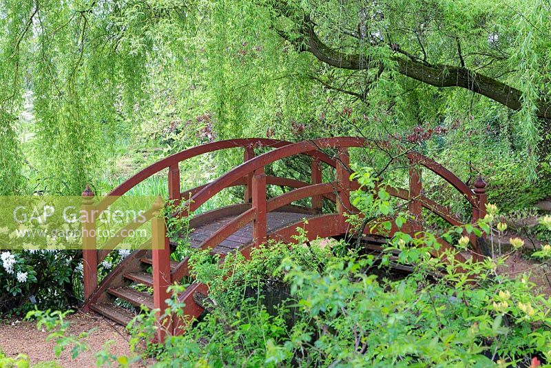The Red Bridge, linking the Chinese garden with the rest of the rhododendron park. Overhung by a weeping willow - Salix x sepulcralis 'Chrysocoma' the bridge is deliberately steep so that its reflection makes a circle in the water.