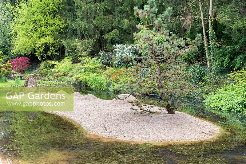 The Zen garden featuring raked sand and a Pinus parviflora Glauca Group, at the top of the creek.