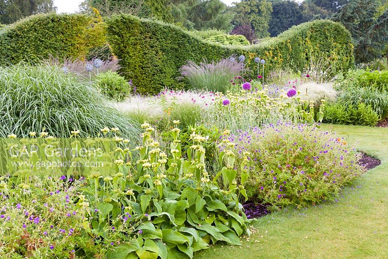 A yew hedge provides a backdrop to two large herbaceous borders at Bluebell Cottage Gardens, Cheshire.  Plants including: Phlomis russeliana, Lychnis coronaria, Agastache, Geraniums and Stipa