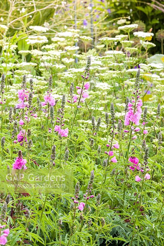 Cenolophium denudatum and Sidalcea in a herbaceous border at Bluebell Cottage Gardens, Cheshire