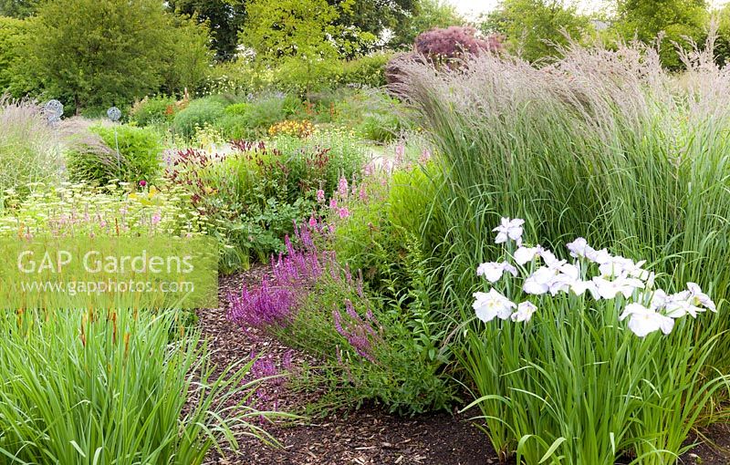 Ornamental grasses mingle with herbaceous plants, including Cenolophium denudatum, Iris ensata 'Light at Dawn', Sidalcea and Salvia  nemorosa at Bluebell Cottage Gardens, Cheshire.