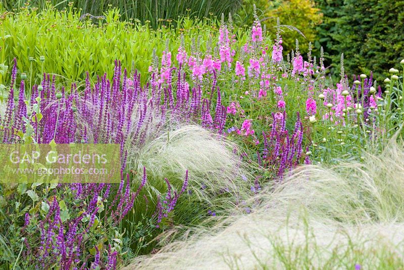 Stipa, Salvia nemorosa and Sidalceas at Bluebell Cottage Gardens, Cheshire