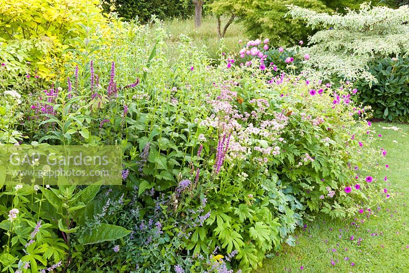 A herbaceous border featuring plants including Nepeta, Astrantia major, Salvia nemorosa, Geraniums and Peonies at Bluebell Cottage Gardens, Cheshire