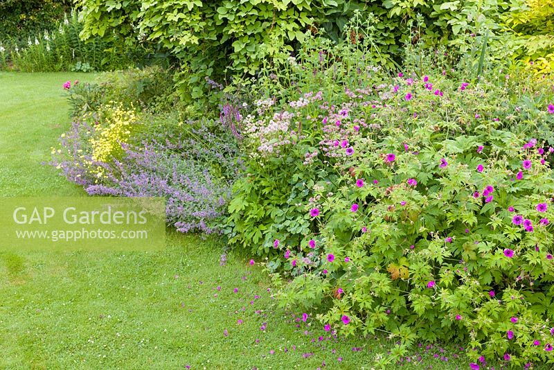 A herbaceous border featuring Geranium 'Patricia', Astrantia major, Nepeta and Anthemis tinctoria 'E.C. Buxton' at Bluebell Cottage Gardens, Cheshire