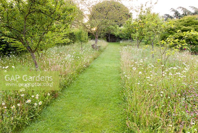 A mown path through an orchard planted with wildflowers including Leucanthemum vulgare - ox-eye daisies and clover, at Bluebell Cottage Gardens, Cheshire