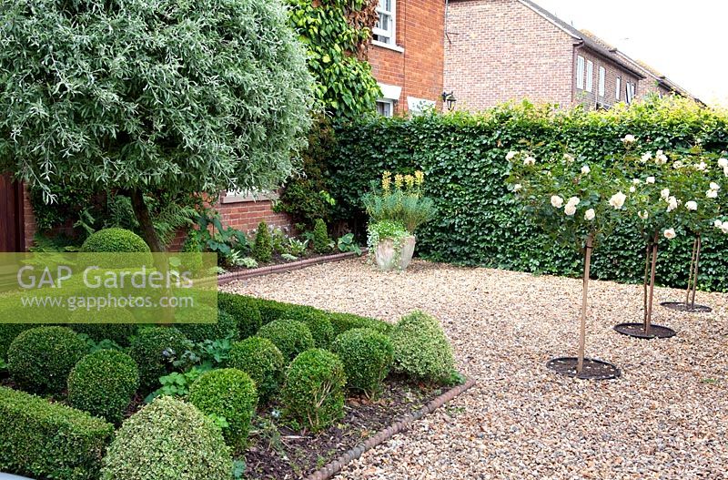 Small parterre of buxus balls and weeping pear Pyrus salicifolia 'Pendula' on gravel entrance, with standard roses