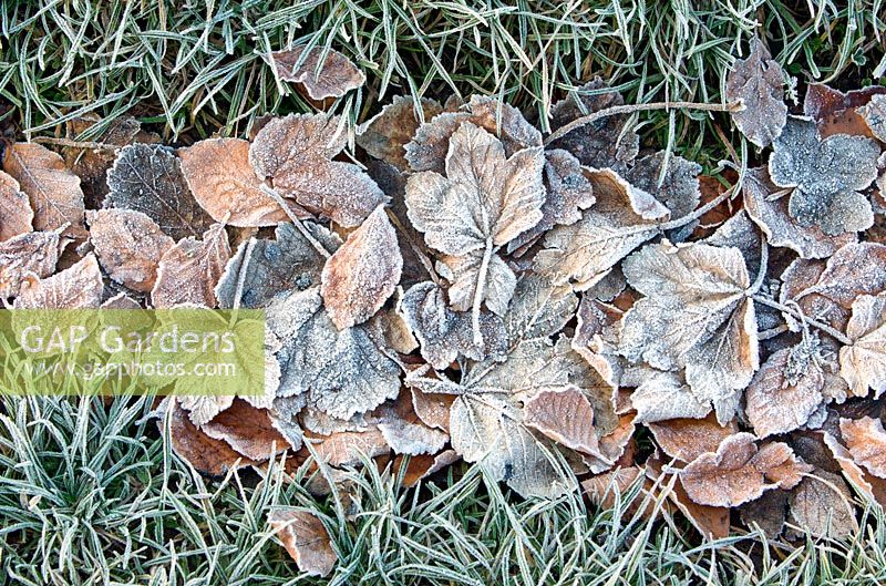 Frost covered leaves on Cannock Chase in Winter