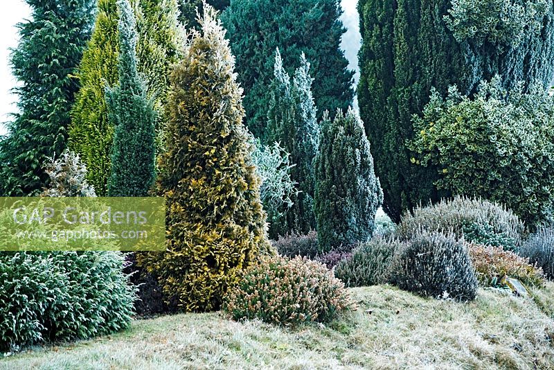 Winter garden with a wide variety of frost covered conifers in January
