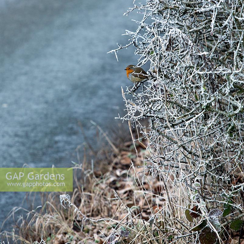 Robin on frost covered hawthorn hedgerow