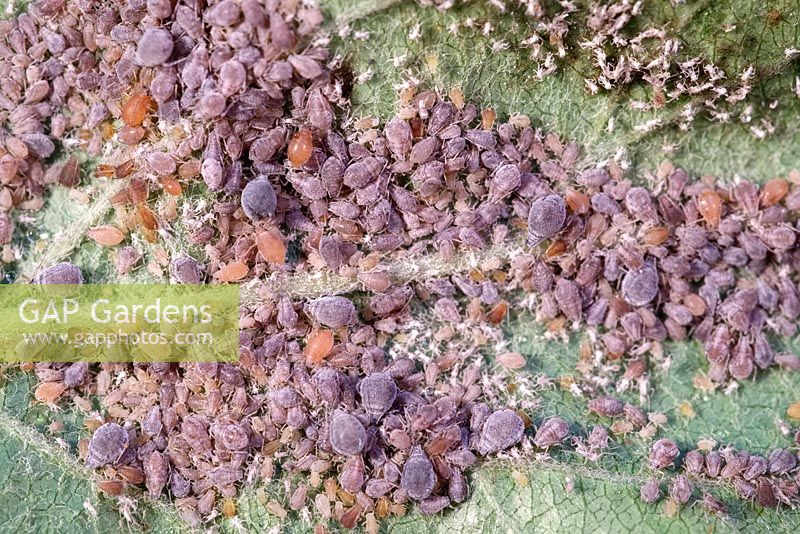 Rosy apple aphid - Dysaphis plantaginea