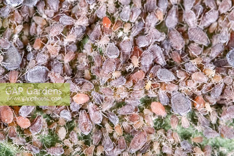 Rosy apple aphid - Dysaphis plantaginea