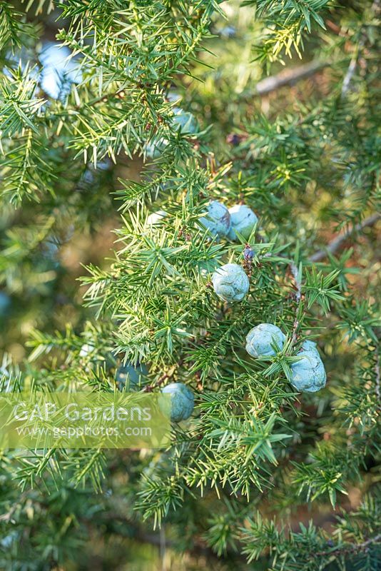 Juniperus drupacea 